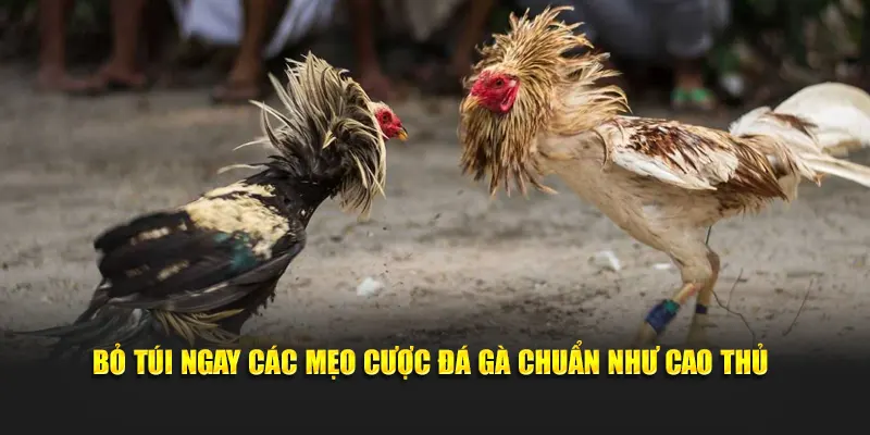 Bỏ túi ngay các mẹo cược đá gà chuẩn như cao thủ