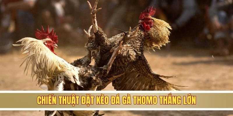 Chiến thuật đặt kèo đá gà Thomo thắng lớn