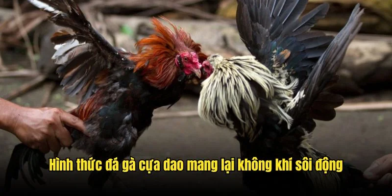 Hình thức đá gà cựa dao mang lại không khí sôi động