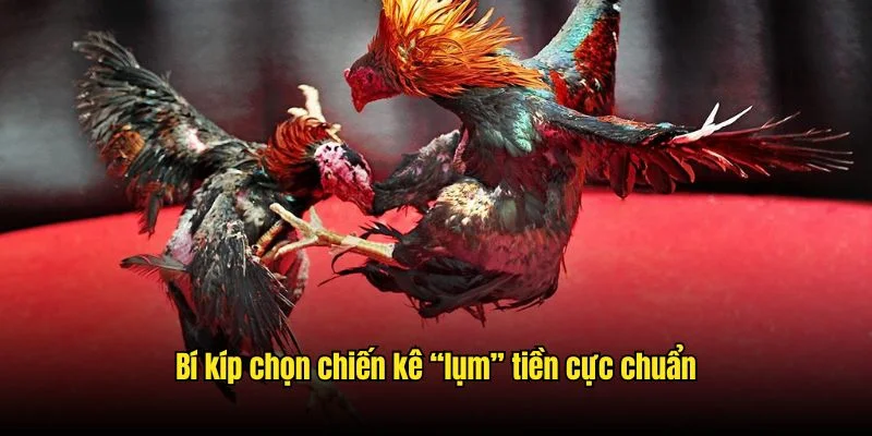 Bí kíp chọn chiến kê “lụm” tiền cực chuẩn