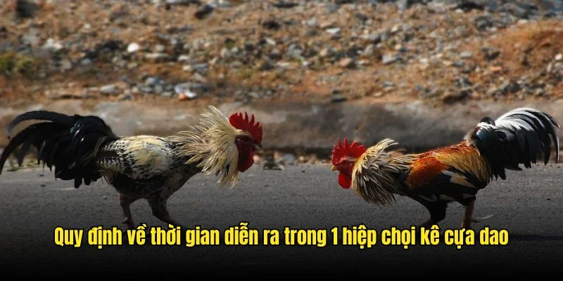 Quy định về thời gian diễn ra trong 1 hiệp chọi kê cựa dao