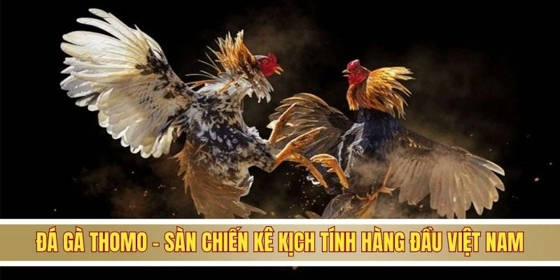 Đá Gà Thomo - Sàn Chiến Kê Kịch Tính Hàng Đầu Việt Nam