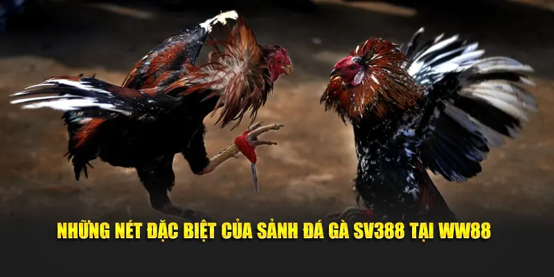 Những nét đặc biệt của sảnh đá gà SV388 tại WW88
