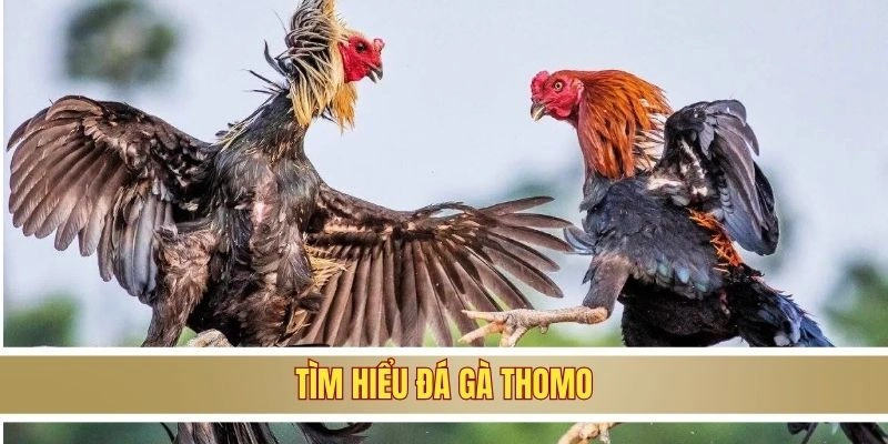 Tìm hiểu đá gà Thomo